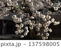 春の光を浴びる桜 137598005