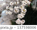 春の光を浴びる桜 137598006