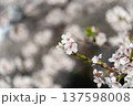 春の光を浴びる桜 137598008