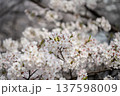 春の日差しを浴びる桜 137598009