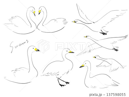 かわいい白鳥の手描きイラスト かわいい白鳥の手描きイラスト 137598055