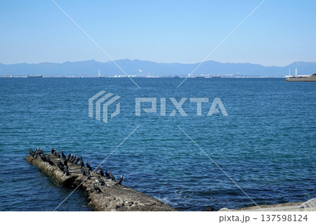 快晴の穏やかな海と鵜たち 快晴の穏やかな海と鵜たち 137598124