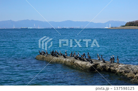快晴の穏やかな海と鵜たち 快晴の穏やかな海と鵜たち 137598125
