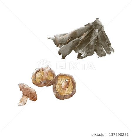 水彩で描いた干し椎茸と出し昆布 水彩で描いた干し椎茸と出し昆布 137598281