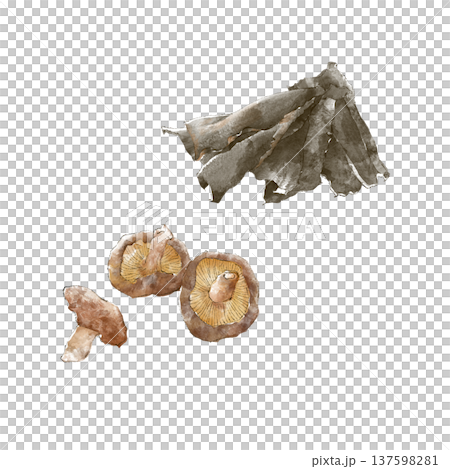 Dried shiitake mushrooms and dashi kelp painted in watercolor 137598281