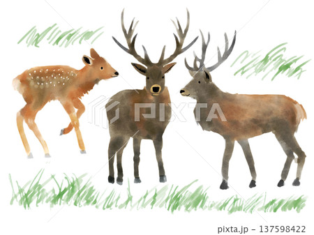 水彩で描いたシカのイラスト 137598422