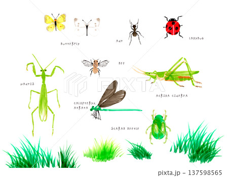 手描きの昆虫のイラストセット 手描きの昆虫のイラストセット 137598565