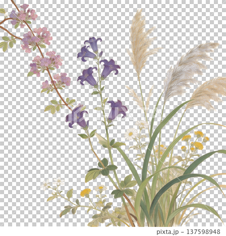 和風の草花と紫の桔梗、パンパスグラスの美しいイラスト 137598948