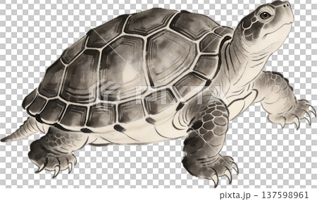 水墨画の亀 和風の墨絵イラスト 水墨画の亀 和風の墨絵イラスト 137598961