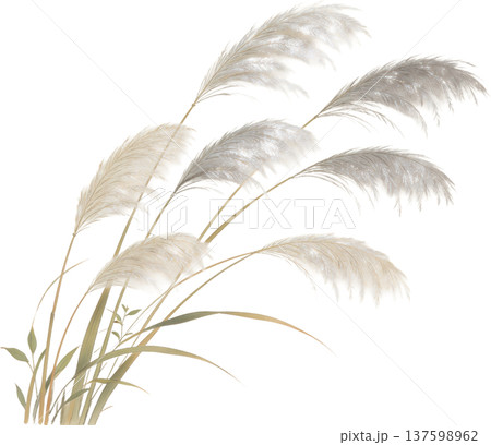 風に揺れるパンパスグラスの穂のイラスト 風に揺れるパンパスグラスの穂のイラスト 137598962