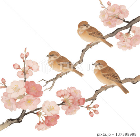 桜の枝に佇む三羽の雀、春の訪れを告げる水彩画 桜の枝に佇む三羽の雀、春の訪れを告げる水彩画 137598999