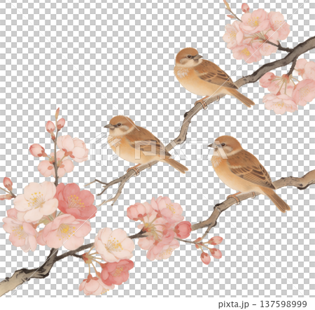 桜の枝に佇む三羽の雀、春の訪れを告げる水彩画 桜の枝に佇む三羽の雀、春の訪れを告げる水彩画 137598999