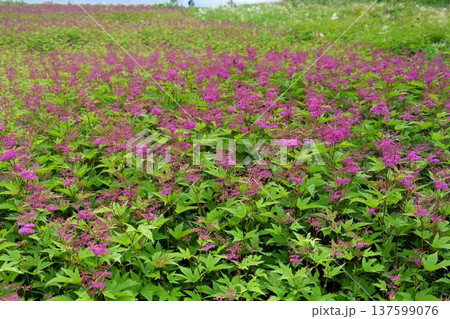 信州白馬高山植物園で見たピンク色の花の花序が綺麗なシモツケソウの群生 137599076