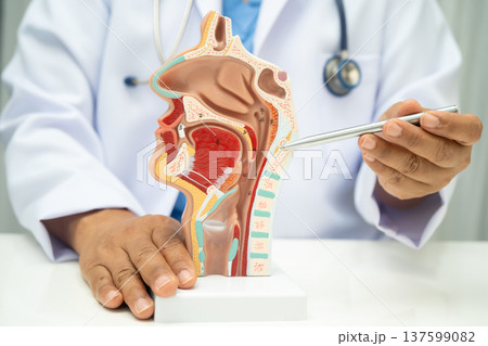 Asian doctor with nasal oral throat cavity neck human anatomy model for study diagnosis and treatment in hospital. Asian doctor with nasal oral throat cavity neck human anatomy model for study diagnosis and treatment in hospital. 137599082