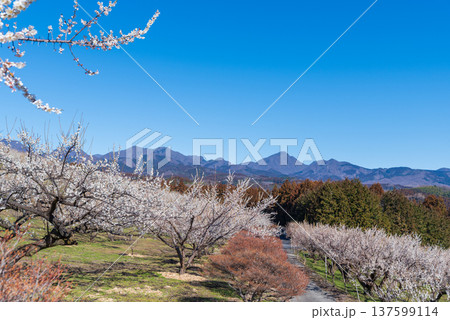 榛名山と箕郷梅林の梅の花 榛名山と箕郷梅林の梅の花 137599114