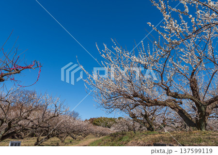 青空に映える箕郷梅林の白梅 137599119