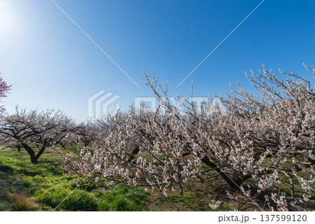 朝日を浴びる箕郷梅林の白梅 137599120