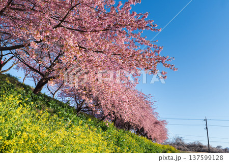 河津桜と菜の花のコントラストが美しい春の風景 河津桜と菜の花のコントラストが美しい春の風景 137599128