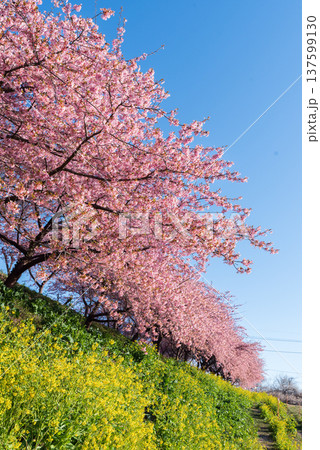 河津桜と菜の花のコントラストが美しい春の風景 137599130