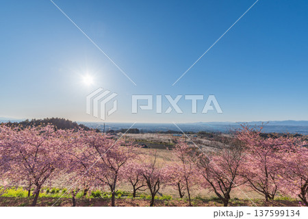箕郷梅林の展望台から見た河津桜 137599134