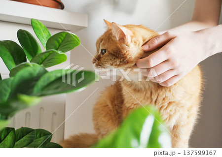 Ginger cat receiving affection from owner's hands near houseplant Ginger cat receiving affection from owner's hands near houseplant 137599167