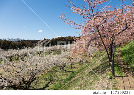 河津桜の咲く箕郷梅林の散策路　群馬県 137599228