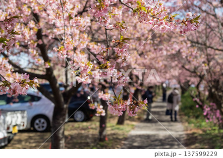 河津桜の咲く箕郷梅林の散策路　群馬県 137599229