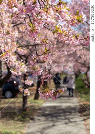 河津桜の咲く箕郷梅林の散策路　群馬県 137599230