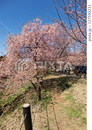 河津桜の咲く箕郷梅林の散策路　群馬県 137599231