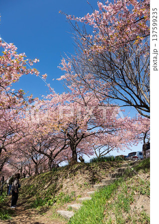 河津桜の咲く箕郷梅林の散策路　群馬県 137599235