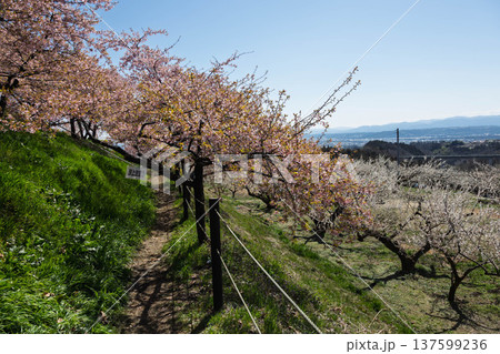 河津桜の咲く箕郷梅林の散策路　群馬県 137599236