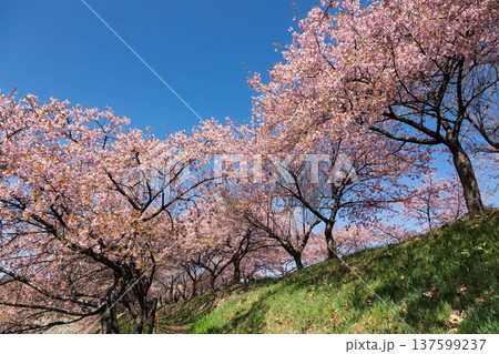 河津桜の咲く箕郷梅林の散策路　群馬県 137599237