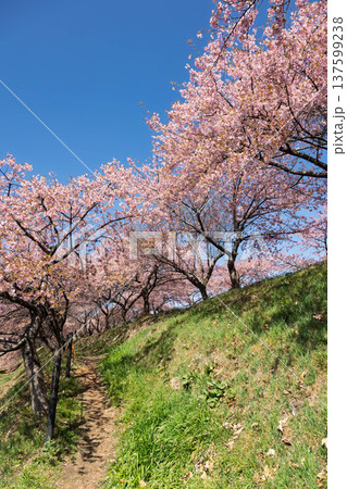 河津桜の咲く箕郷梅林の散策路 群馬県 河津桜の咲く箕郷梅林の散策路 群馬県 137599238