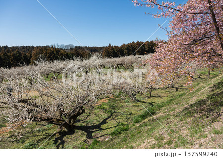河津桜の咲く箕郷梅林の散策路 群馬県 河津桜の咲く箕郷梅林の散策路 群馬県 137599240