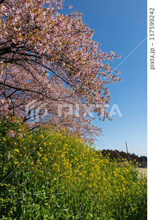 河津桜の咲く箕郷梅林の散策路　群馬県 137599242
