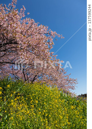 河津桜の咲く箕郷梅林の散策路　群馬県 137599244