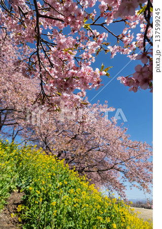 河津桜の咲く箕郷梅林の散策路 群馬県 河津桜の咲く箕郷梅林の散策路 群馬県 137599245