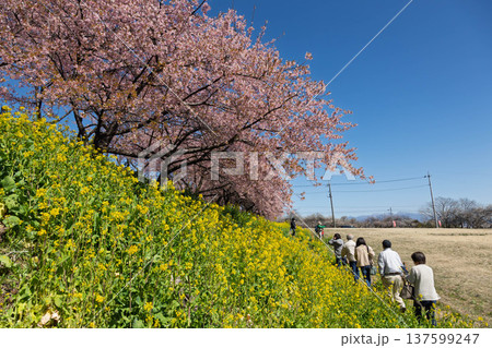 河津桜の咲く箕郷梅林の散策路　群馬県 137599247