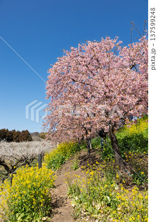 河津桜の咲く箕郷梅林の散策路 群馬県 河津桜の咲く箕郷梅林の散策路 群馬県 137599248