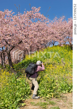 河津桜の咲く箕郷梅林の散策路　群馬県 137599252