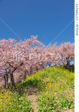 河津桜の咲く箕郷梅林の散策路 群馬県 河津桜の咲く箕郷梅林の散策路 群馬県 137599254