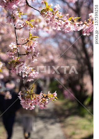 河津桜の咲く箕郷梅林の散策路　群馬県 137599258