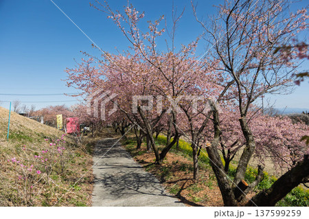 河津桜の咲く箕郷梅林の散策路　群馬県 137599259