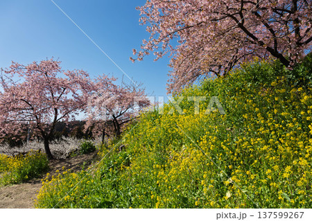 河津桜の咲く箕郷梅林の散策路 群馬県 河津桜の咲く箕郷梅林の散策路 群馬県 137599267