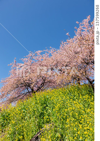 河津桜の咲く箕郷梅林の散策路 群馬県 河津桜の咲く箕郷梅林の散策路 群馬県 137599268