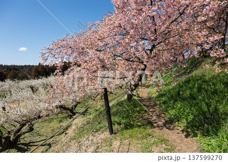 河津桜の咲く箕郷梅林の散策路 群馬県 河津桜の咲く箕郷梅林の散策路 群馬県 137599270