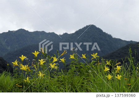 信州白馬五竜高山植物園で見た白馬の山を背景にして咲く綺麗なニッコウキスゲ 信州白馬五竜高山植物園で見た白馬の山を背景にして咲く綺麗なニッコウキスゲ 137599360