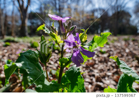 ムラサキハナナの花びら 137599367