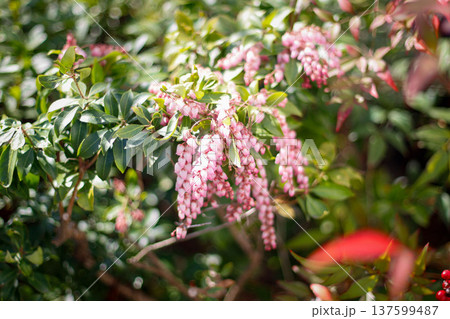 馬酔木(アセビ) flower botanical photo 春の花 馬酔木(アセビ) flower botanical photo 春の花 137599487