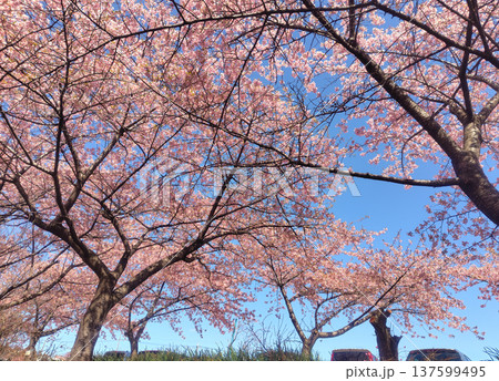 河津桜の咲く箕郷梅林の散策路　群馬県 137599495
